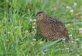 Brown Quail